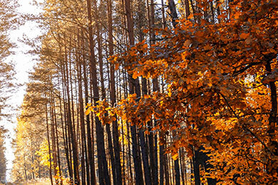 开云下载-中国羽毛球队惊天逆转，绝杀韩国夺冠，戴资颖打破历史纪录！