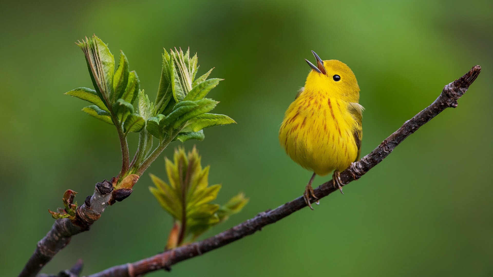 阿坎吉德比封神，幕后是那个带走摩洛哥的苏格兰大脑？